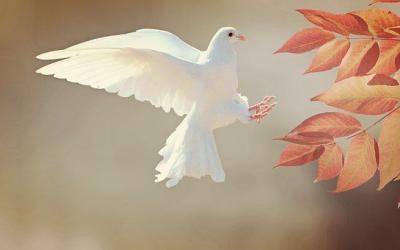 Meditation für inneren und äußeren Frieden